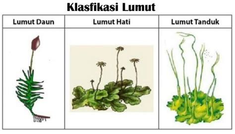 lumut daun klasifikasi
